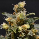 AK (CBD Seeds) feminized