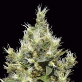 Northern (CBD Seeds) feminized