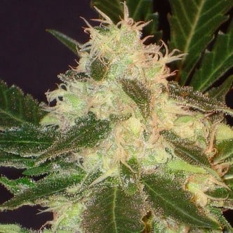 Widow (CBD Seeds) feminisiert