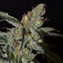 Shark (CBD Seeds) feminisiert