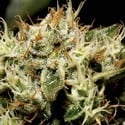 Yumbolt (CBD Seeds) feminisiert