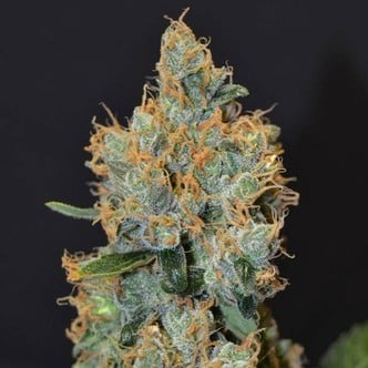 Lavender (CBD Seeds) feminisiert