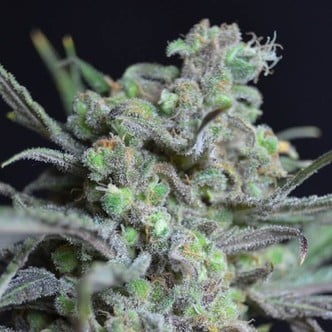 Critical (CBD Seeds) feminisiert