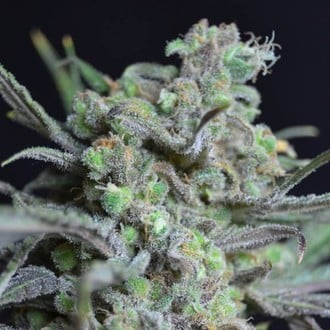 Critical (CBD Seeds) feminized