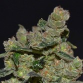 Diesel (CBD Seeds) feminized