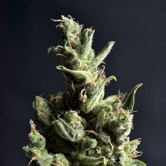 Amnesia 5 (CBD Seeds) feminisiert