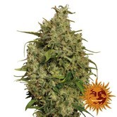 Sweet Tooth (Barney's Farm) feminized