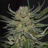 Domina (CBD Seeds) feminized