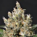 Kali (CBD Seeds) feminisiert