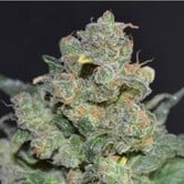 Cheese (CBD Seeds) feminized