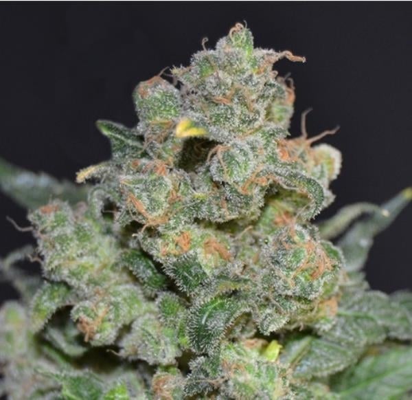 Cheese Feminisiert (WeedSeedShop)