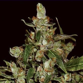 Auto Widow (CBD Seeds) feminisiert