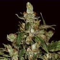 Auto Widow (CBD Seeds) feminized