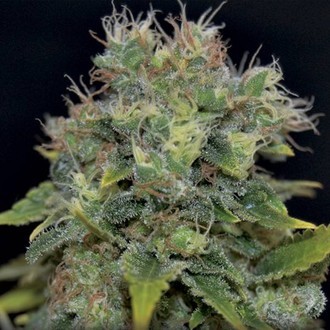 Auto Yumbolt (CBD Seeds) feminized