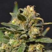 Auto Northern (CBD Seeds) feminized