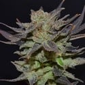 Auto Lavender (CBD Seeds) feminisiert