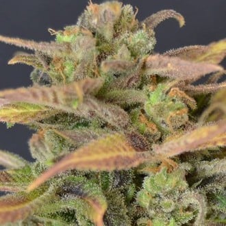 Auto Critical (CBD Seeds) feminisiert