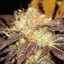 Auto Diesel (CBD Seeds) feminisiert