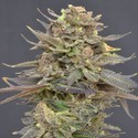 Magma (CBD Seeds) feminized