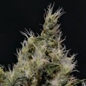 Vanilla Haze (CBD Seeds) feminisiert