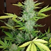 Auto Blueberry Kush (Makka Seeds) feminized