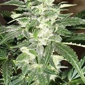 Auto Makka 47 (Makka Seeds) feminized