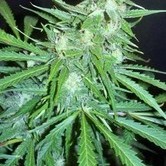 Super Auto Skunk (Makka Seeds) feminized