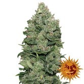 Top Dawg (Barney's Farm) feminized