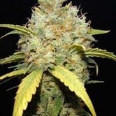 Critical Ganja (Makka Seeds) feminized