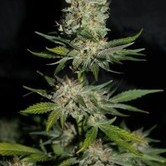 Houchie Kouchie Kush (Makka Seeds) feminized
