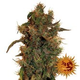 8 Ball Kush (Barney's Farm) feminized