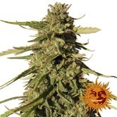 Red Cherry Berry (Barney's Farm) feminized