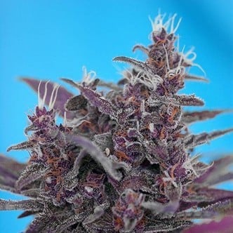 Black Cream Auto (Sweet Seeds) feminized