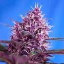 Red Poison Auto (Sweet Seeds) feminized