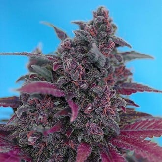 Dark Devil Auto (Sweet Seeds) feminisiert