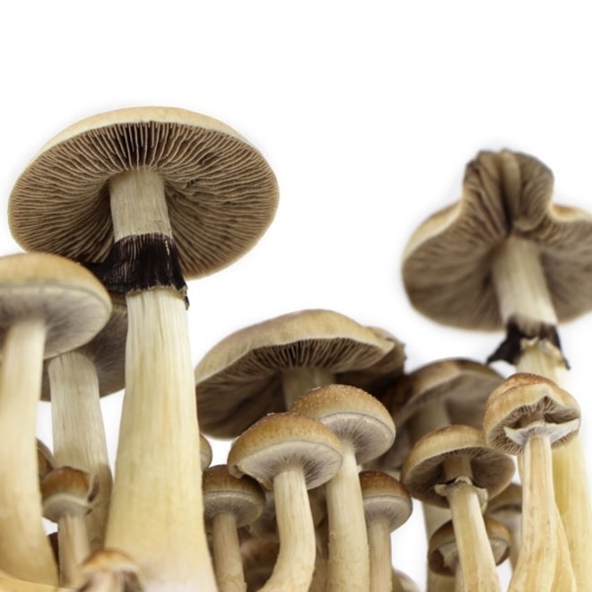 Supa Gro Kit 100 'B+' 🍄 Magic Mushrooms Zamnesia