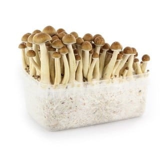 100% Mycelium Kit Golden Teacher (Supa Gro)