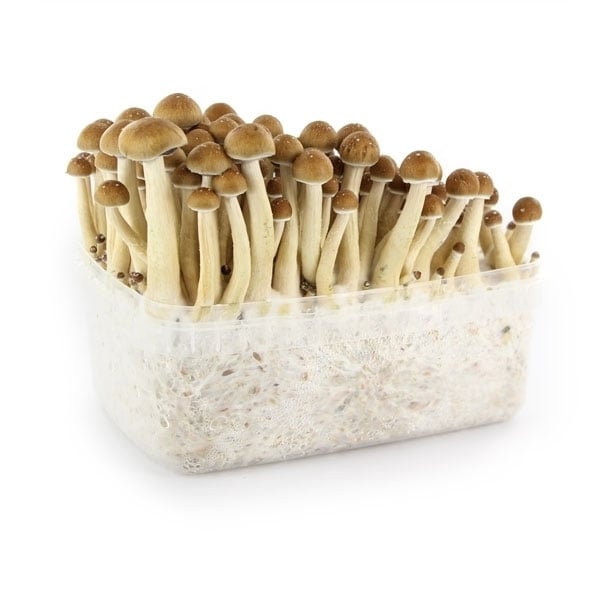 Supa Gro Kit 100% 'Golden Teacher' ???? Magic Mushrooms Zamnesia