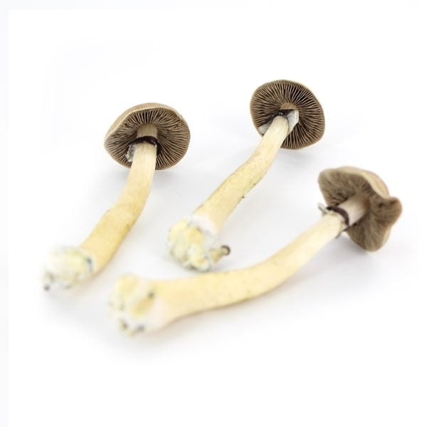 Supa Gro Kit 100% 'Golden Teacher' ???? Magic Mushrooms Zamnesia