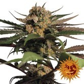 Violator Kush (Barney's Farm) feminized