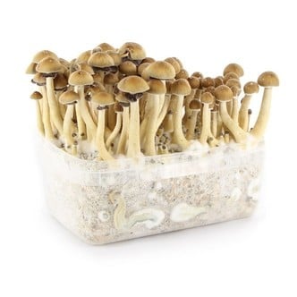 Mycélium Trompette de la Mort - Kit culture Champignons - grow mushrooms kit