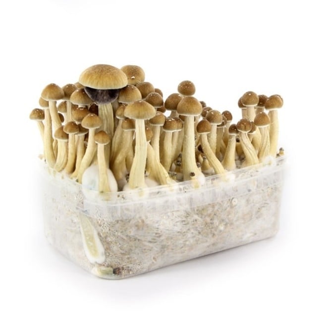 Magic Mushroom Grow Kit | Supa Gro Kit