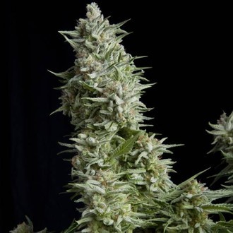 Alpujarreña (Pyramid Seeds) feminisiert