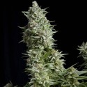 Alpujarreña (Pyramid Seeds) feminisiert