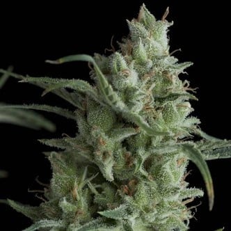 Kryptonite (Pyramid Seeds) feminized