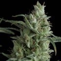 Kryptonite (Pyramid Seeds) feminisiert