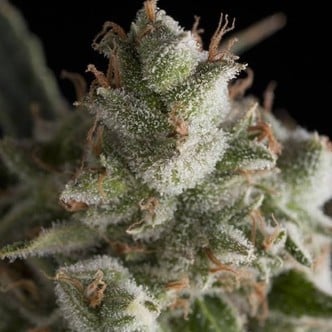 Fresh Candy (Pyramid Seeds) feminisiert