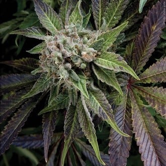 Auto Blue Pyramid (Pyramid Seeds) feminized