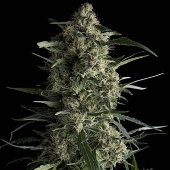 Galaxy (Pyramid Seeds) feminized