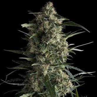 Galaxy (Pyramid Seeds) feminized